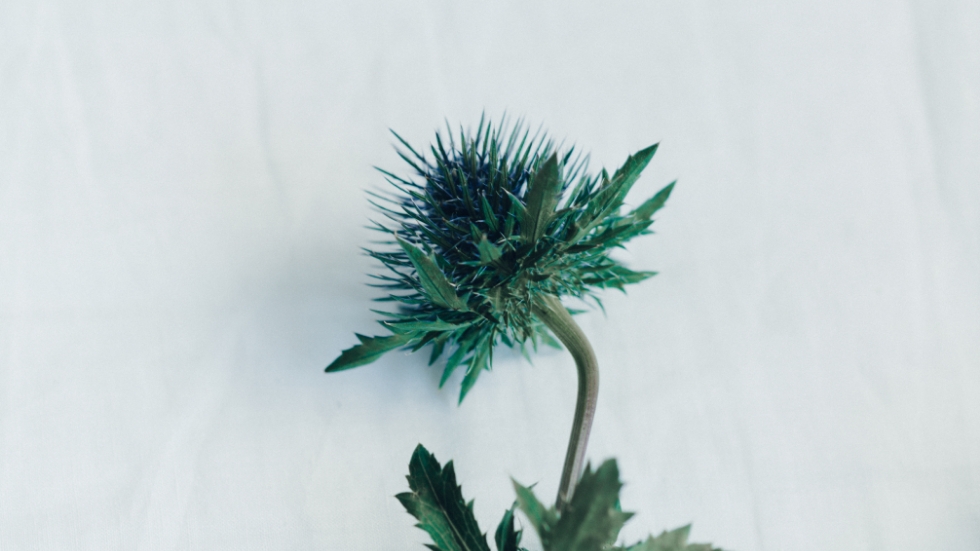 陽があり、陰がある、ミラリの世界