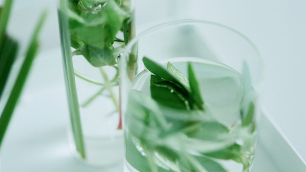 植物のチカラ